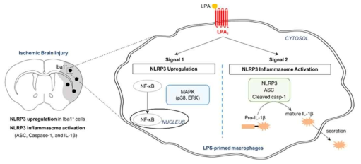 국소뇌허혈이 유발된 뇌에서 LPA1에 의한 NLRP3 inflammasome 활성화 조절에 대한 scheme