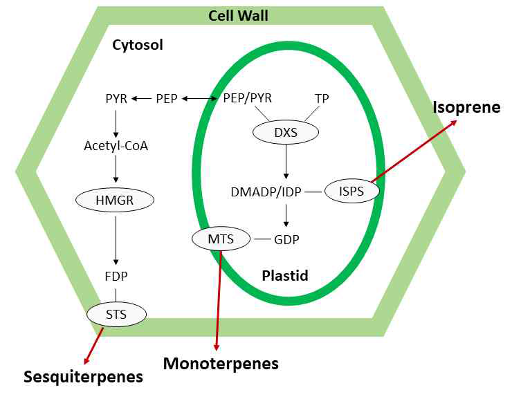 Diagram of the biosynthesis of biogenic volatile compounds. Abbreviations: DMADP, dimethylallyl diphosphate; DXS. 1-deoxy-D-xylulose 5-phosphate synthase; FDP. farnesyl diphosphate; GDP. Geranyl diphosphate; HMGR, 3-hydroxy-3-methylglutaryl-CoA reductase; IDP, isopentenyl diphosphate; ISPS, isoprene synthase ; MTS, monoterpene synthase (e.g. myrcene); PEP, phosphoenolpyruvate; PYR, pyruvate; STS, sesquiterpene synthase; TP, triose phosphate. Figure modified from Loreto & Schnitzler (2010)