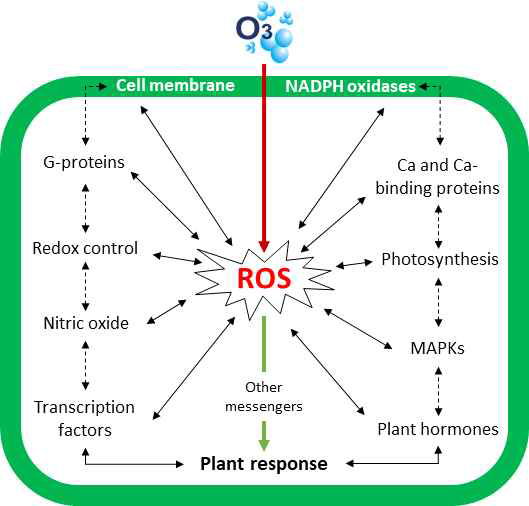 Diagram of functions of reactive oxygen species (ROS) at the various key signaling events. Solid arrows for direct ROS interactions with other signaling components, dashed arrows for expected indirect interactions. Figure adopted from Sewelam et al. (2016)