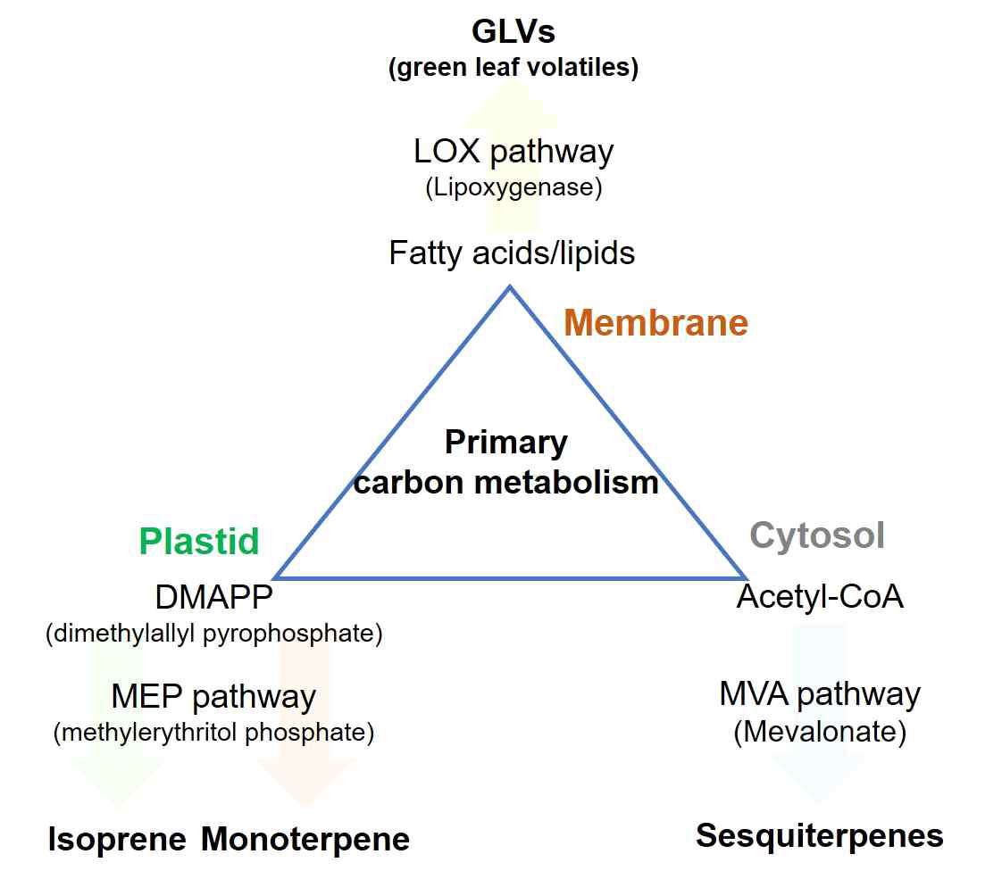 Schematic overview of BVOC pathways in plants adopted from Dudareva et al. (2013)