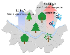 Evaluation of total predicted monoterpenes emissions of 5 urban tree species (Pinus densiflora, Taxus cuspidata, Zelkova serrata, Prunus yedoensis, and Ginkgo biloba) at 100 ppb of O3 at 4 weeks after exposure in Seoul