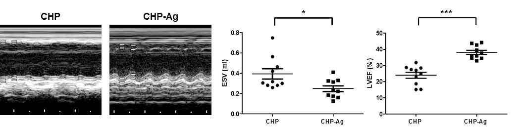 Cardiac function of MI model after CHP and CHP-Ag treatments