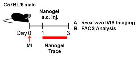 Scheme of experimental protocols