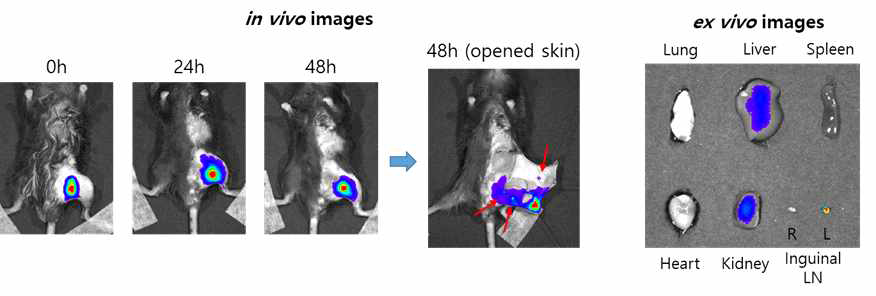 Localization of CHP-Ag in the inguinal lymph node