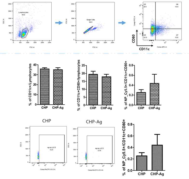 Localization of CHP-Ag in the inguinal lymph node