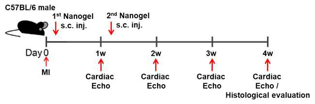 Scheme of experimental protocols