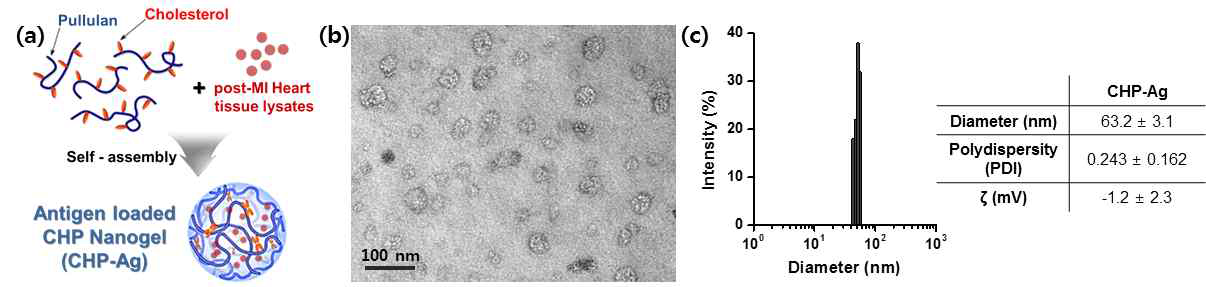 Antigen loaded CHP nanogels (CHP-Ag) formation and its characteristics