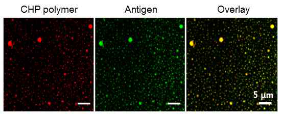 CLSM analysis of fluorescence-labelled CHP-Ag