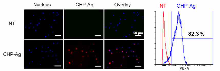 Cellular uptake of Dil-CHP-Ag