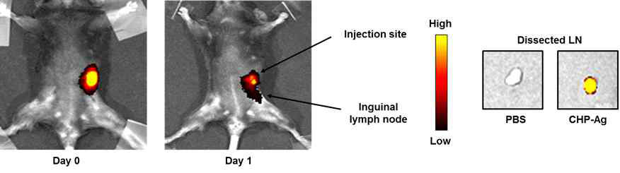 In/ex vivo analysis of drain lymphnode via s.c. injection of CHP-Ag