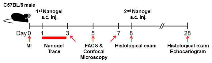 Scheme of experimental protocols