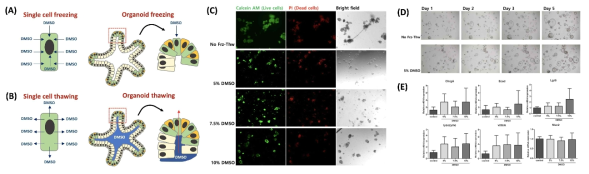 오가노이드 냉동 및 해동기술 개발. (A,B) 개발한 기술의 이론적 배경, (C) Live/Dead 염색으로 해동시 오가노이드의 생존률 분석, (D) 해동 후 오가노이드 성장, (E) 해동 후 오가노이드 구성 세포 분석