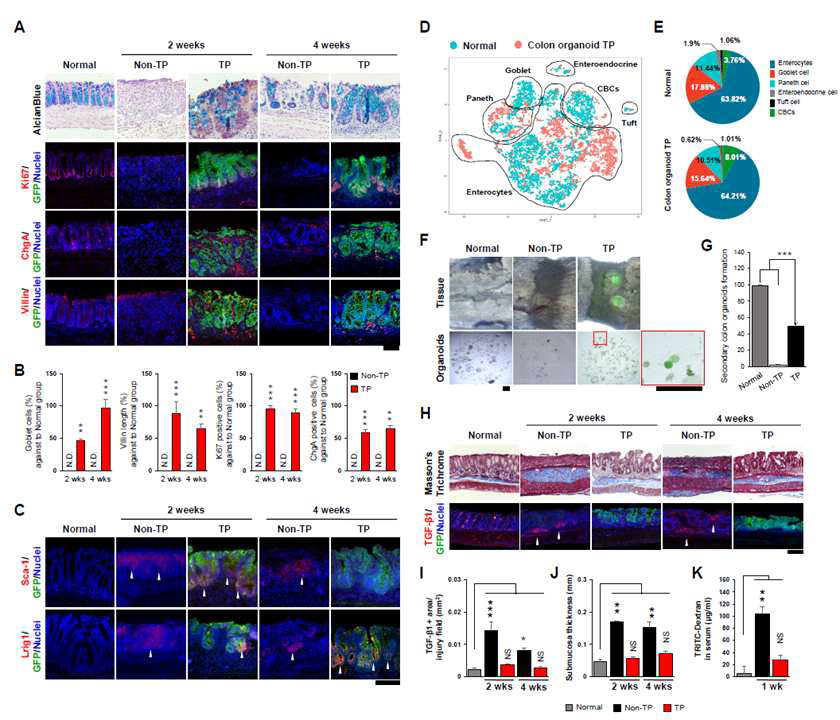 방사선 직장염 모델의 오가노이드 이식 효능 분석 (A, B) 이식군의 goblet cell 및 타입별 마커 증가 확인 (C) 이식군의 줄기세포 마커 발현 (D) 정상군과 이식군에 대한 single cell RNA-seq 분석 (F)2차 오가노이드 생성 확인 (H-K) 주차별 fibrosis 및 염증 감소