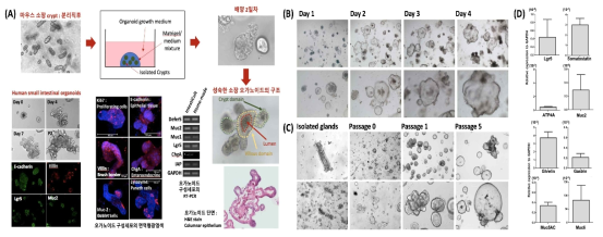 위 오가노이드 배양 (A) 오가노이드 배양 및 분석 개요, (B) 마우스 위 오가노이드 배양, (C) 인간 위 오가노이드 배양 (D) Realtime PCR을 이용한 구성세포 분석