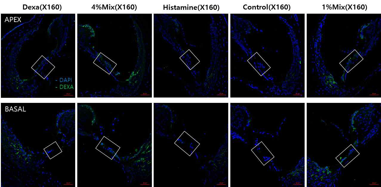 약물 주입 군에 따른 Dexamethasone 면역조직학적 평가(X160)