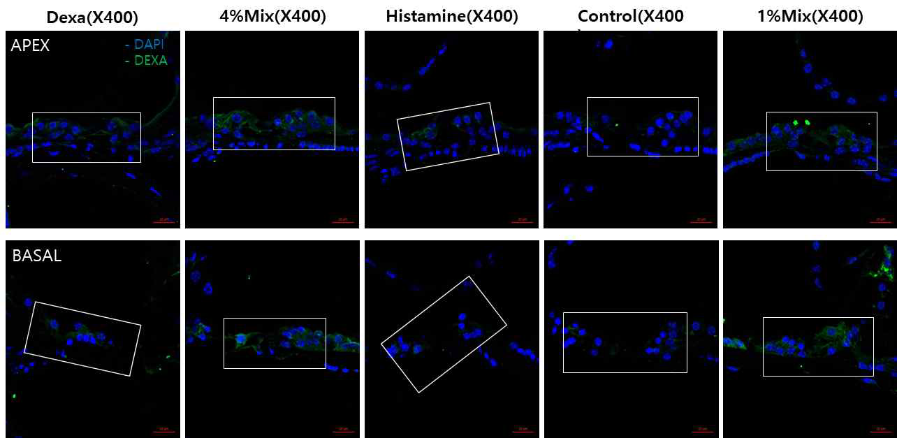약물 주입 군에 따른 Dexamethasone 면역조직학적 평가(X400)