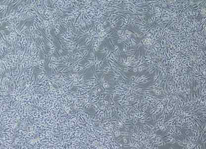 RBL-2H3 세포주