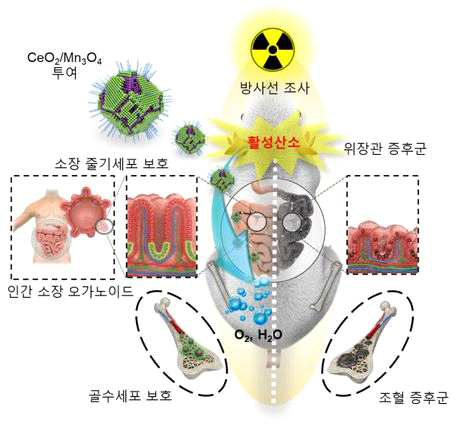 세륨-망간 산화물 헤테로 나노입자의 방사선 보호 효과