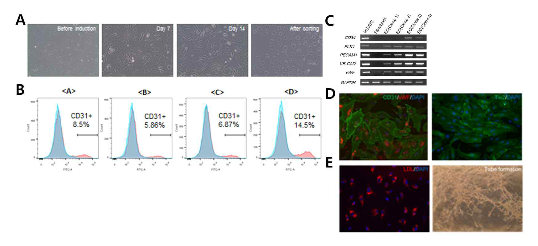 직접교차분화 방법을 통해 체세포에서 유도혈관내피세포(iEC)의 제작 및 특성분석. A.세포의 형태적인 변화 관찰, B.혈관내피세포의 Flow cytometry 분석, C.혈관내피세포 특이적 마커(CD31, Flk2, CD34, Ve-cadherin, vWF)의 발현 여부 확인, D.혈관내피세포의 표지단백질(CD31, vWF, Tie2)의 발현 여부 확인. E.혈관내피세포의 기능 검증. 좌)LDL uptake 여부, 우)tube formation 여부 검증