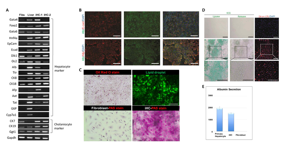 직접교차분화 방법을 통해 체세포에서 유도간세포(iHC)의 특성분석. A.간세포 특이적인 유전자(Gata4, Foxa2,Gata6, Hnf4a, Epcam, E-cad, Dlk1, Oc2, Alb, Ttr, Ck8, Ck18, Afp, Aat, Tat, G6p, Cyp7a1)와 담관세포 유전자(Ck7, Ck19, Ggt1)의 발현을 확인함, B.간세포 표지단백질(Albumin, E-cadherin, Afp)의 발현여부 확인, C.간세포의 지방축척(Oil Red O stain), 글리코겐 저장(PAS stain)기능 검증, D.간세포의 해독기능(ICG uptake)과 LDL upatke 기능 확인, E.간세포의 알부빈 분비능 검증