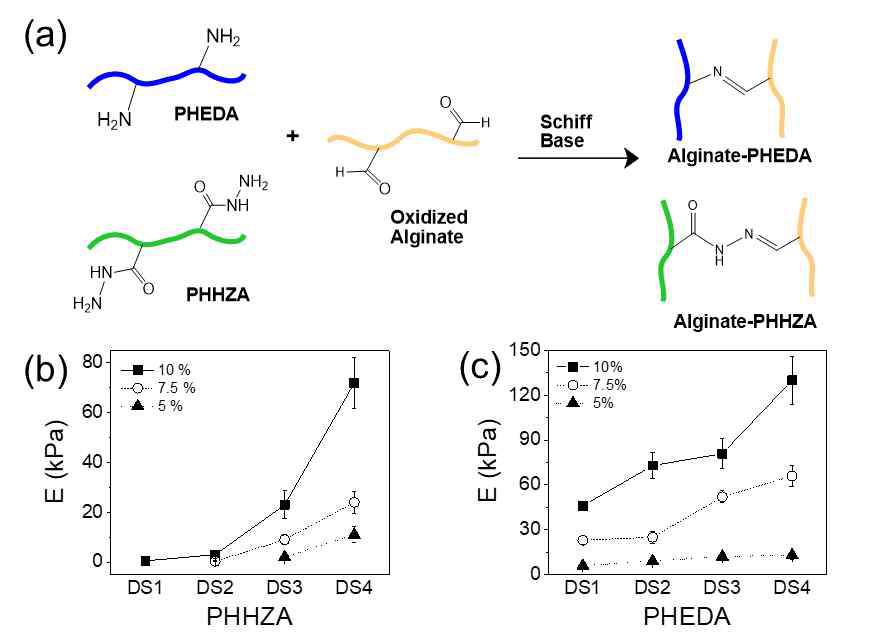 (a) Amine 혹은 hydrazide기를 보유한 polyaspartamide 연결제 (PHEDA, PHHZA)를 개발하여, 알지네이트와 가교를 통한 하이드로젤의 기계적 강도 조절