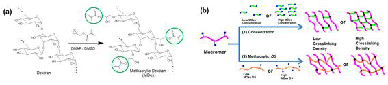 (a) Methacrylic dextran (MDex) 합성 (b) MDex 의 DS를 조절하면서, 가교된 하이드로젤의 기계적 물성 조절