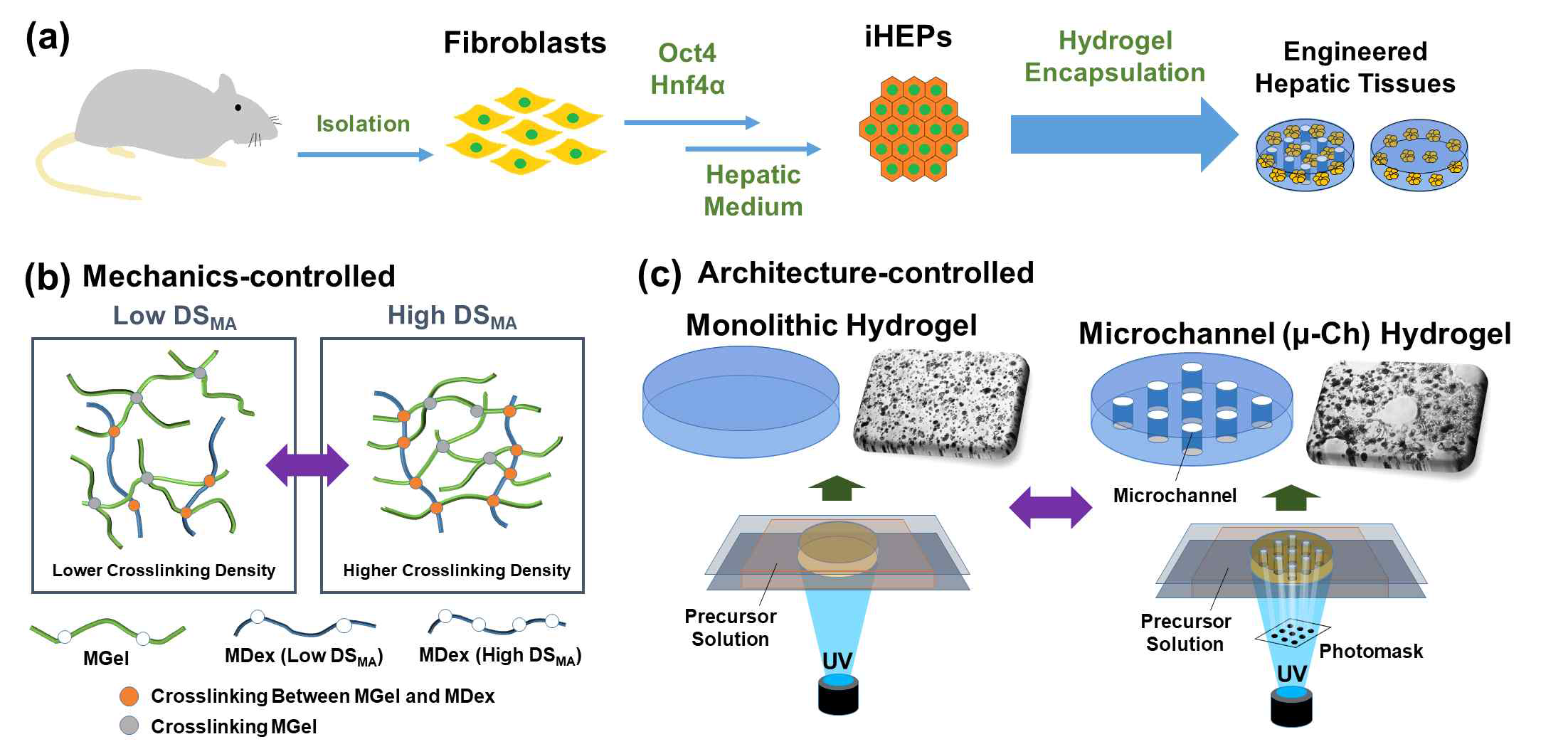 (a) 간조직 모사체 제작 모식도. 하이드로젤 내부에 iHep를 주입함. (b) 다기능성 가교제를 이용하여 하이드로젤의 기계적 물성 조절함. (c) DLP 바이오프린팅 기술을 이용하여 미세유로를 도입한 간조직 모사체 제작