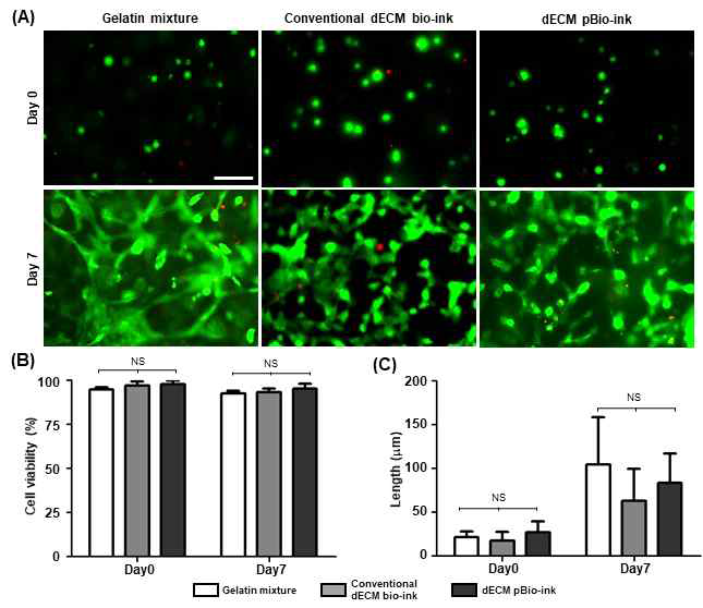 탈세포화 조직 기반 바이오 잉크 내 혈관내피세포의 생존률 및 세포 형태 관찰. Live/Dead staining 형광 이미지 (A)와 이를 통한 혈관내피세포의 viability(%) 정량 분석결과 (B). (C) 바이오 잉크 내 혈관내피세포의 길이 측정 결과