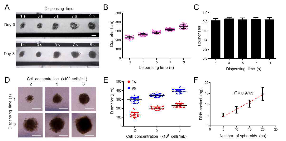 간 세포 스페로이드의 크기 조절. 간 세포가 포함되는 희생 바이오 잉크 토출 시간에 따라 증가된 스페로이드의 현미경 사진(A) 및 지름 (B). (C)토출 시간에 따른 형성된 스페로이드의 진원도. 세포 농도와 토출 시간에 따라 형성된 세포 스페로이드 현미경 사진(D) 과 지름(E). (F) 프린팅 된 세포 스페로이드 수에 따른 DNA 양. ((A), (D)의 스케일 바, 200 μm)