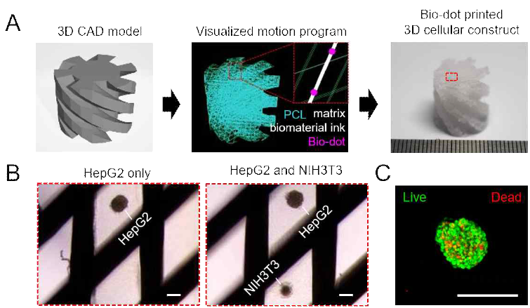 두 가지 세포 스페로이드가 패터닝된 삼차원 구조체 제작 (A) CAD/CAM 소프트웨어를 이용하여 제작한 스페로이드가 패터닝된 삼차원 나선 구조체. (B) 두가지 세포를 이용한 스페로이드 패터닝 결과 (스케일바, 200 μm). (C) 삼차원 나선 구조체에 패터닝된 간 세포 스페로이드의 live/dead staining 결과 (스케일바, 200 μm)