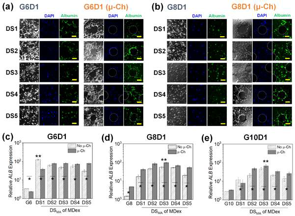 하이드로젤 물성 (G6D1, G8D1, G10D1) 및 미세유로 (u-Ch) 조절에 따른 albumin 발현도를 immunocytochemistry (a,b)와 qRT-PCR (c-e)를 통해 측정함