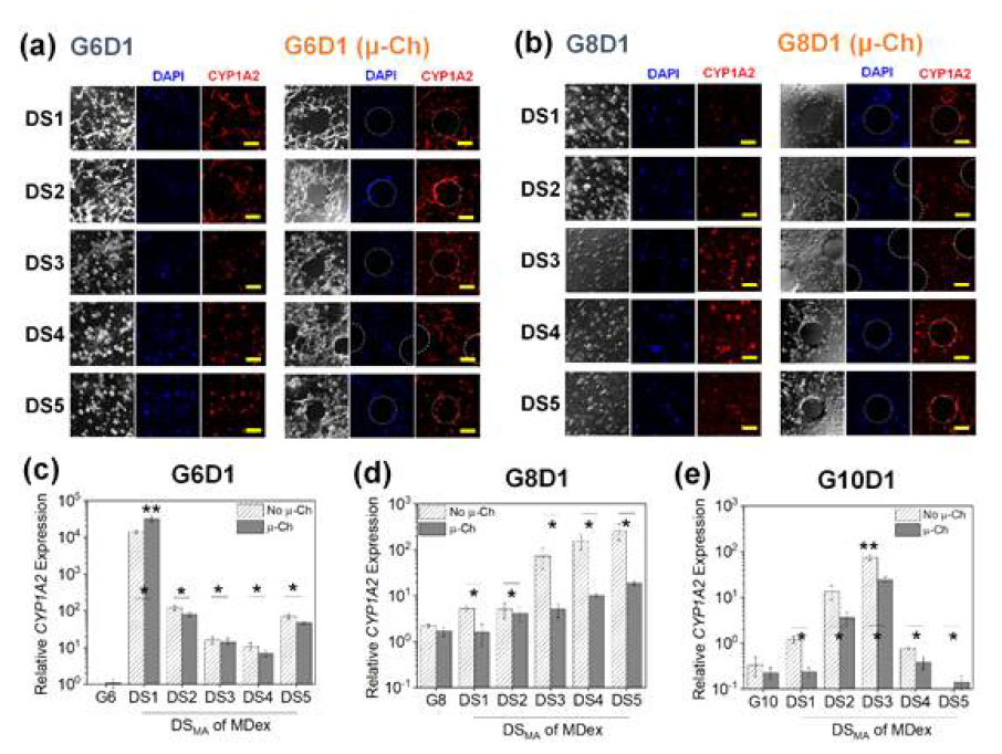 하이드로젤 물성 (G6D1, G8D1, G10D1) 및 미세유로 (u-Ch) 조절에 따른 albumin 발현도를 immunocytochemistry (a,b)와 qRT-PCR (c-e)를 통해 측정함