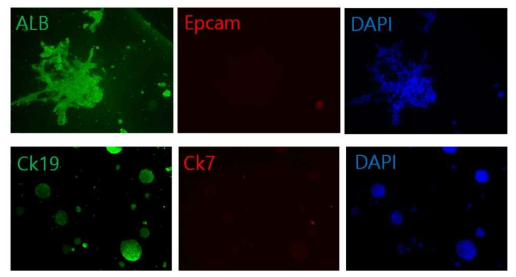 간조직 모사체 내부 유도 간세포 iHep의 hepatocyte marker (ALB), stem cell marker (Epcam, Ck19), cholangiocyte marker (Ck7) 발현도 측정