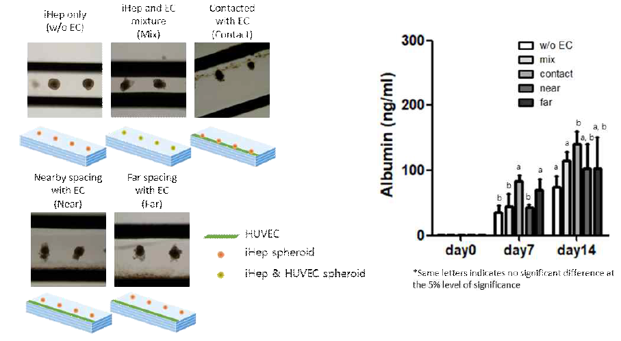 유도 간세포와 혈관내피세포의 패터닝과 albumin ELISA