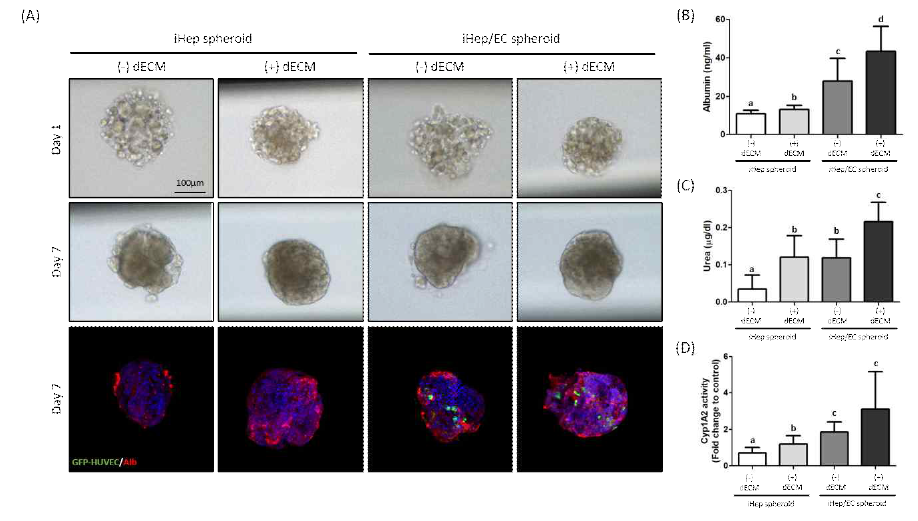 (A) 혈관내피세포와 dECM의 유무에 따른 구조체의 현미경 이미지 및 ICC 형광 이미지. 배양 7일 이후 albumin (B), urea (C)의 발현량과 Cyp1A2 activation (D) 측정 결과