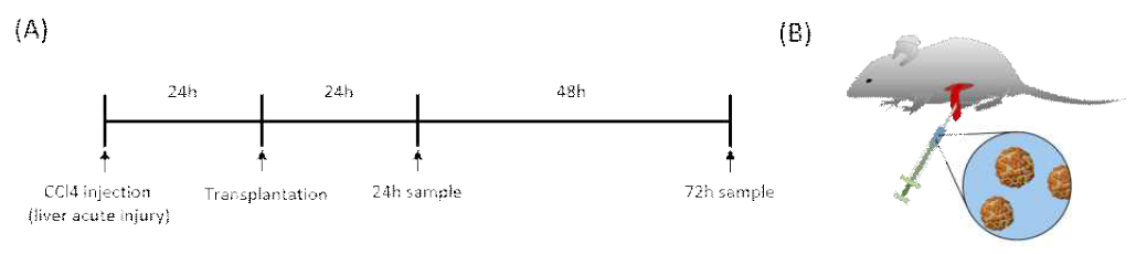 간 구조체의 치료 효과 확인을 위한 in vivo 실험 흐름도(A)와 이식 방법(B)