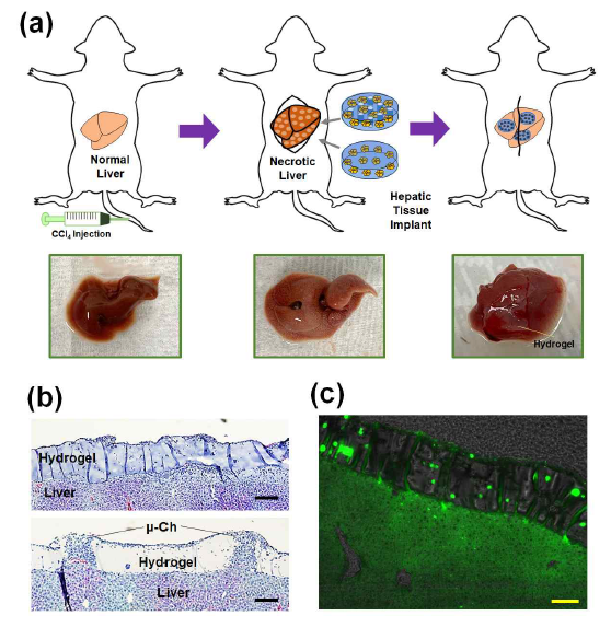 (a) 간손상 동물모델에 간조직 구조체를 주입하여 간손상 회복 능력을 평가함. (b) 간조직 구조체를 간 표면에 부착한 (b) histology와 (c) 형광 이미지(iHep 세포에 형광 tag 붙임)