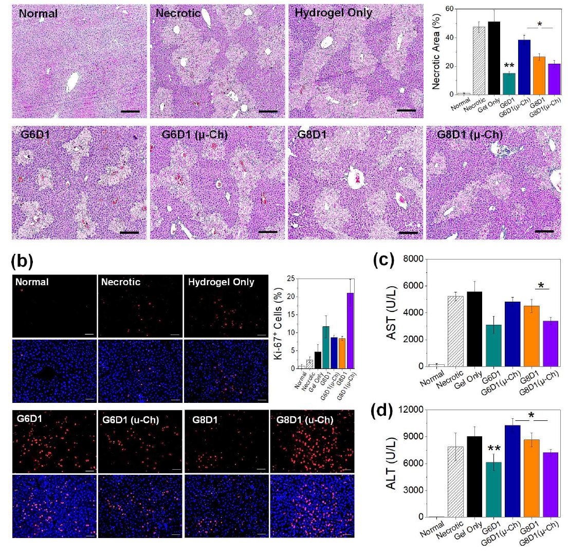 (a) 간조직 모사체 이식 후, 손상된 간의 회복 정도를 histology를 통해 평가함 (손상 조직 넓이). (b) 이식된 간조직 모사체에 존재하는 간세포들의 활성 정도를 측정함 (Ki-67 staining). (c, d) 쥐의 혈중 간 수치 (AST, ALT)를 측정하여 간의 기능성 회복 여부 측정함