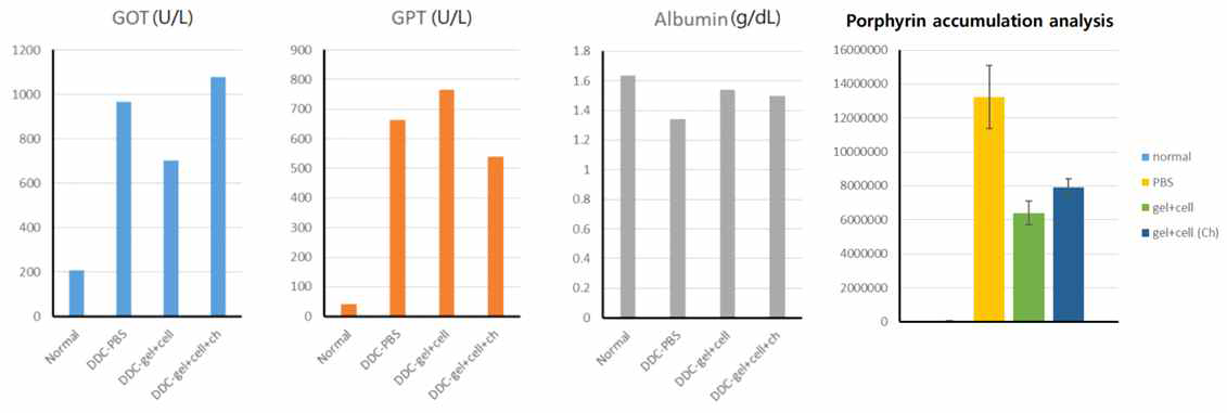 DDC 유도된 만성 간섬유화모델에 간조직모사체를 이식한 후, 혈중 GOT, GPT, albumin 농도 및 간조직 내 porphyrin 축적량 측정함