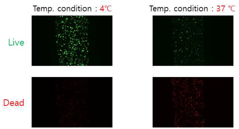 온도 특성에 따른 프린팅 된 바이오 잉크의 세포생존능 분석 (Live/Dead assay→Green : Live Cell, Red→Dead Cell)