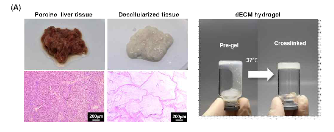 간 조직의 탈세포 과정을 통해 제작한 dECM hydrogel