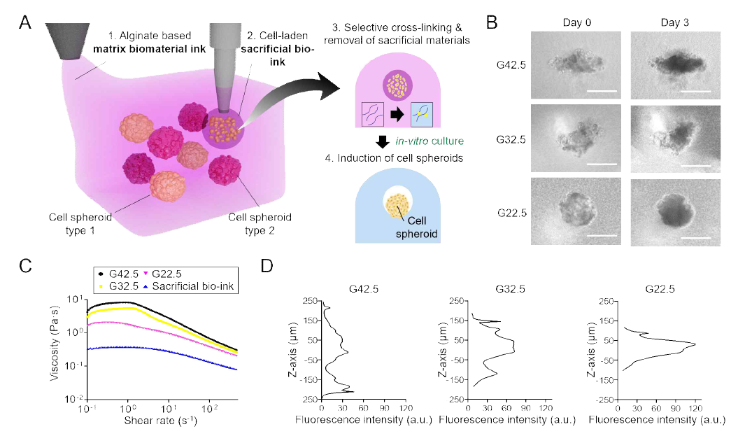 In-situ 스페로이드 형성을 유도하는 프린팅 공정 도식과 바이오 잉크 토출 분석. (A) 공정과정 도식. (B) 젤라틴 농도에 따른 간세포 스페로이드 형성 결과(스케일바, 200 μm). (C) 젤라틴 농도에 따른 알지네이트 기반 바이오 잉크와 희생 바이오 잉크의 점성. (D) 알지네이트 기반 바이오 잉크의 젤라틴 농도에 따른 토출된 형광 비드의 강도 분포