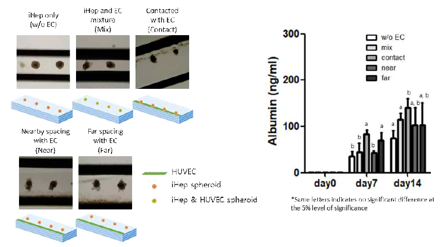 유도 간세포와 혈관내피세포의 패터닝과 albumin ELISA