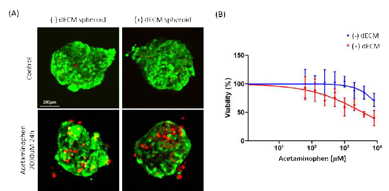 (A) Acetaminophen 처리에 따른 구조체의 live/dead 형광 이미지. (B) Acetaminophen 처리 농도에 따른 구조체의 viability 변화