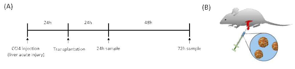 간 구조체의 치료 효과 확인을 위한 in vivo 실험 흐름도(A)와 이식 방법 (B)