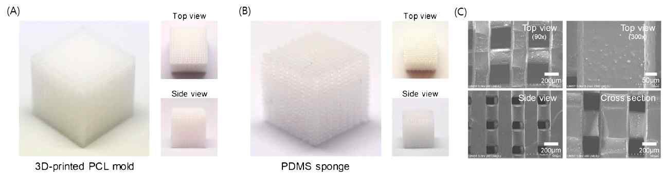 정밀 PCL 구조체(A)와 이를 활용한 PDMS 다공성 구조체 (B, C)