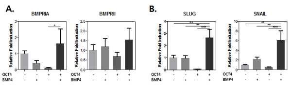 BMP4와 관련된 수용체와 중간엽 전환 내피(endothelial-mesenchymal transition) 관련 유전자 발현 양이 높아진 것을 확인