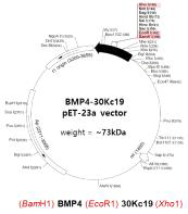 BMP4-30Kc19 벡터