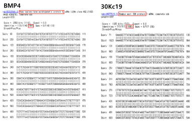 BMP4와 30Kc19의 유전자 서열