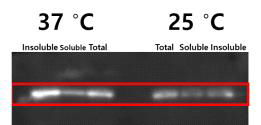 37℃와 25℃에서 수용성 및 불용성 BMP4-30Kc19 단백질 생산량